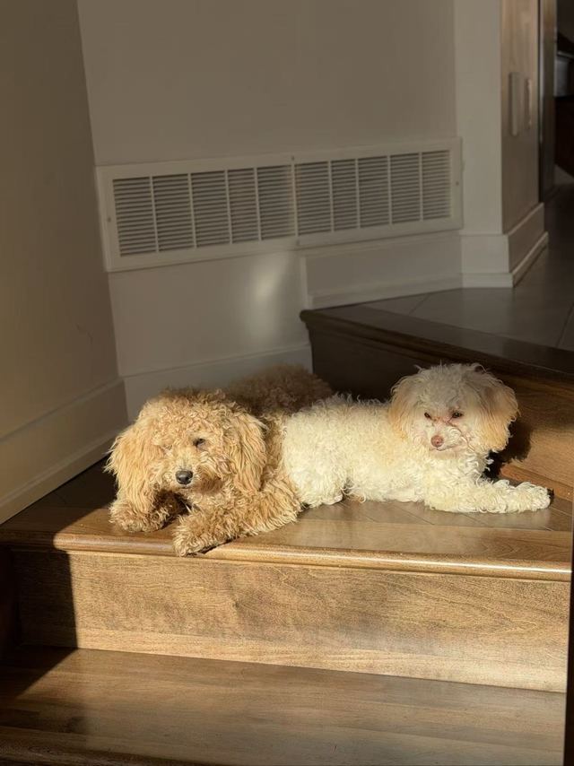 Milo and Lune lying side by side on a sunlit wooden step