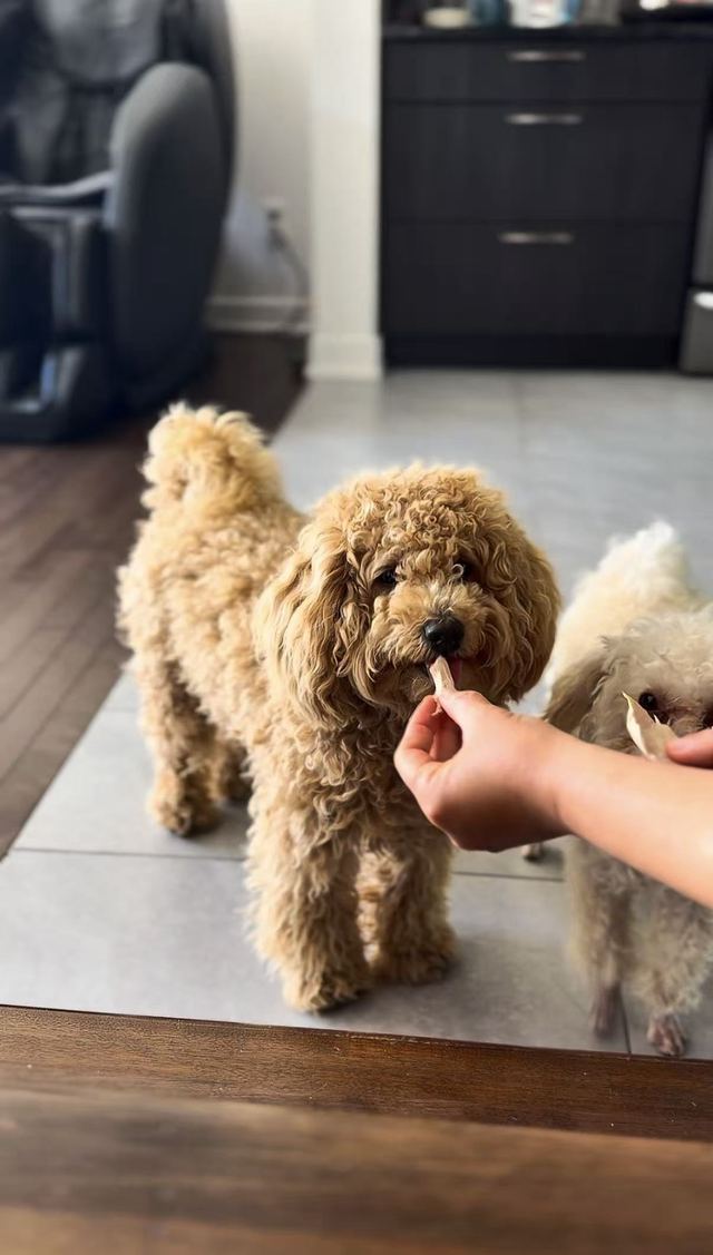 Milo taking a treat gently from a hand, with Lune waiting beside him