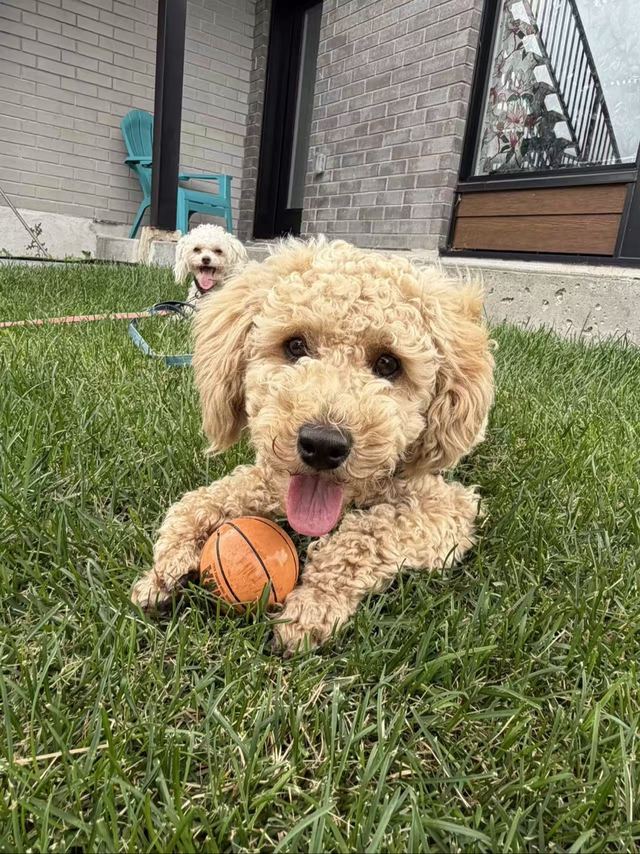 Milo lying on grass with a small ball between his paws, Lune behind him with her tongue out