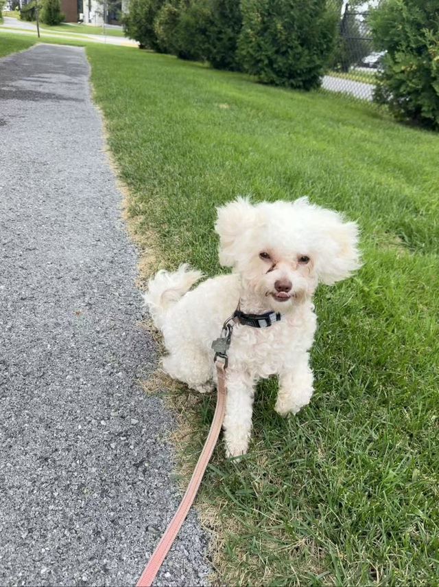 Lune sitting on grass beside a walking path, wearing a leash