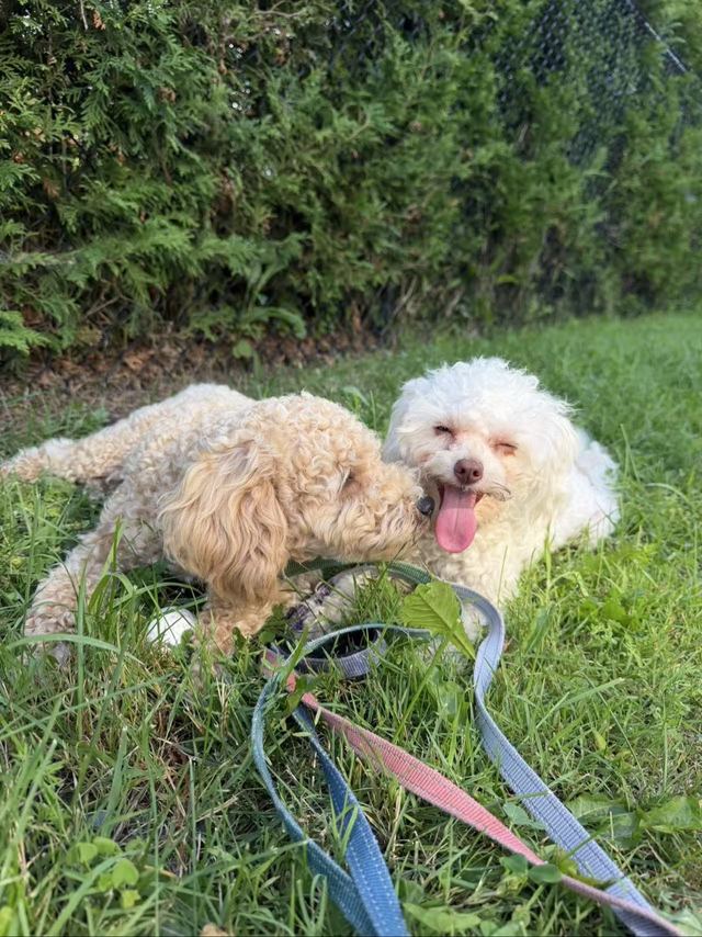 Milo nuzzling Lune on the grass; Lune&rsquo;s eyes are closed and her tongue is out