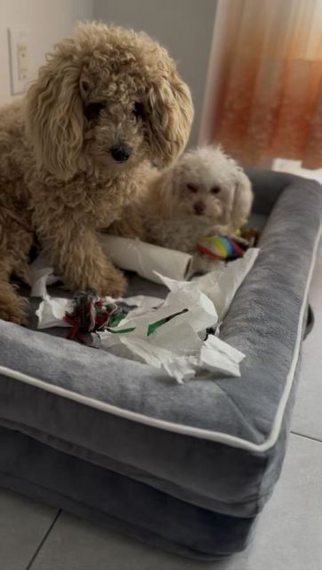 Milo and Lune in a dog bed surrounded by shredded paper and an empty toilet-paper roll