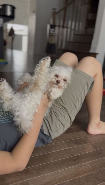 Lune lying on her back on a child&rsquo;s lap, being gently held; the child&rsquo;s face is not visible