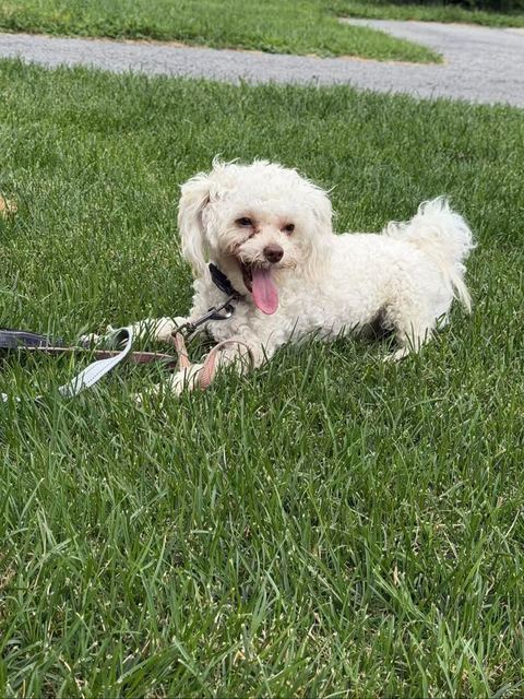 Lune lying on the grass with her tongue out, a leash beside her