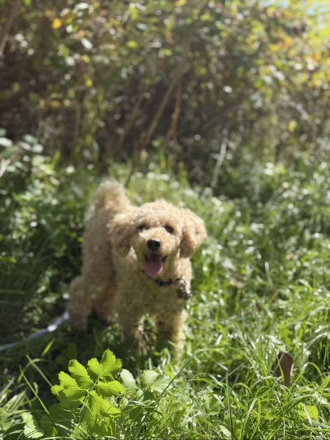 Milo standing in tall grass, tongue out, looking at the camera