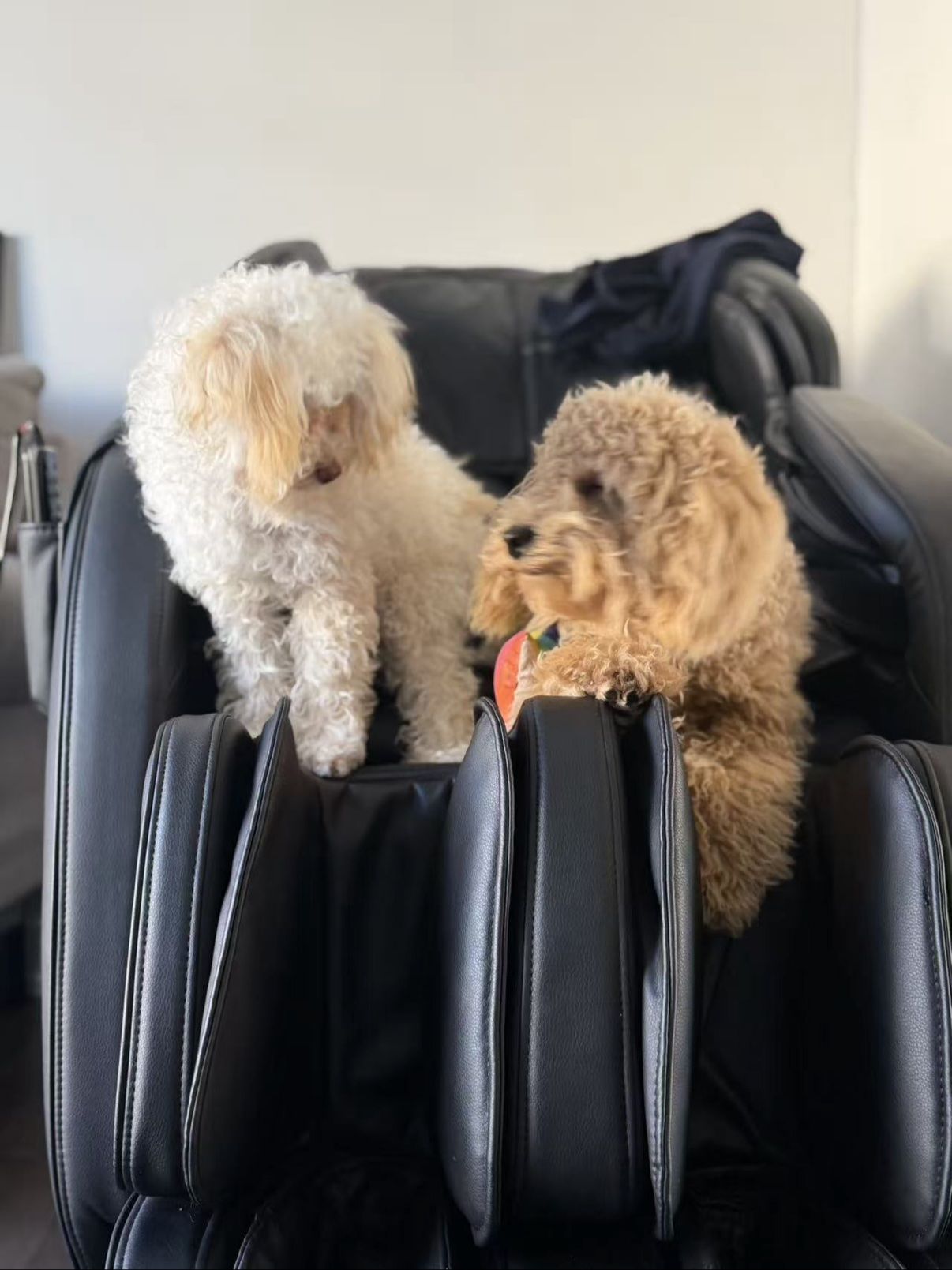 Lune, a cream-white curly-coated dog, standing on a chair with one paw raised and her mouth open, next to Milo